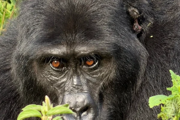 14 Day Uganda Luxury Wildlife Safari and Gorilla Adventure