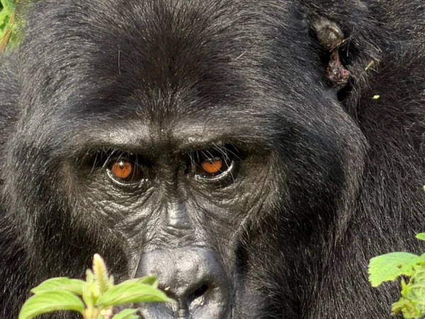 14 Day Uganda Luxury Wildlife Safari and Gorilla Adventure