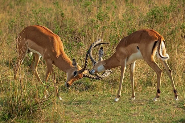 14-Day Uganda Safari: Gorillas, Chimps, Big Five & Wildlife Adventure
