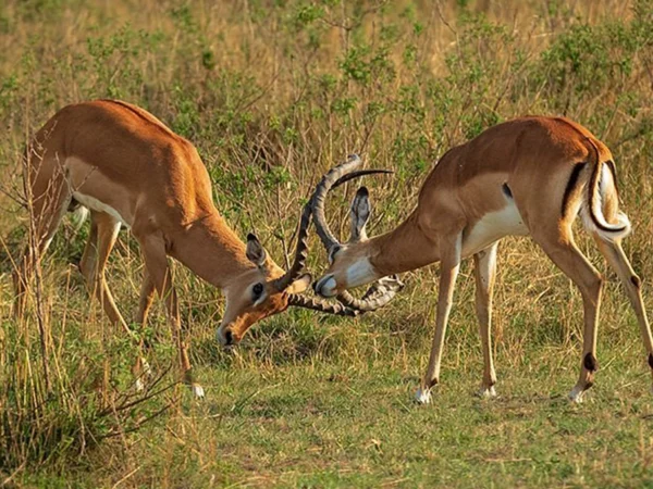 14-Day Uganda Safari: Gorillas, Chimps, Big Five & Wildlife Adventure
