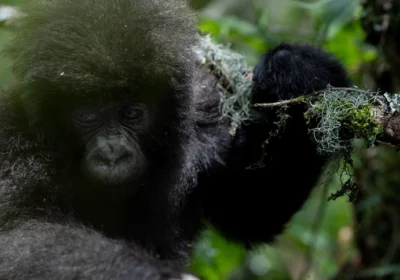 Gorilla Permit