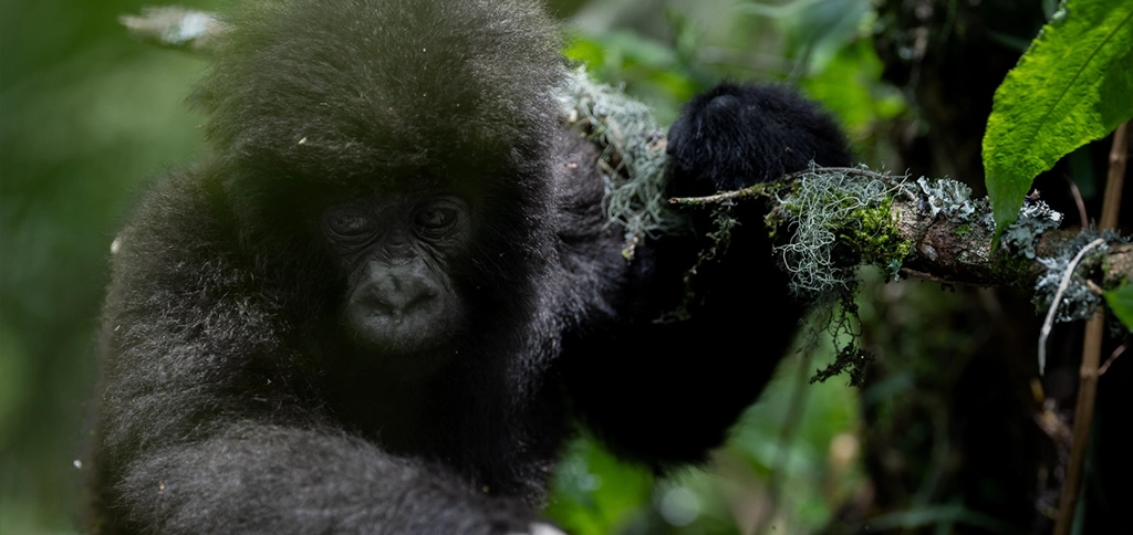 Experience unforgettable mountain gorilla trekking in Bwindi during your 14-Day Uganda Safari.