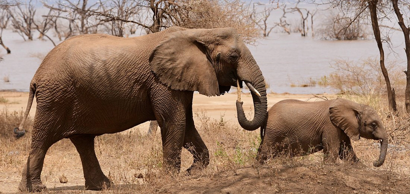 Discover Kenya’s Big Five across Masai Mara, Amboseli and iconic wildlife reserves.