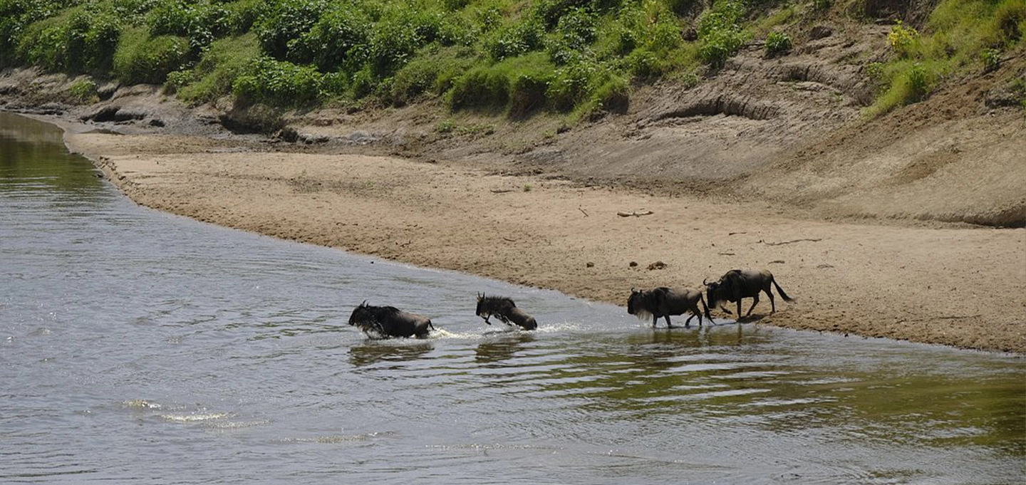 Experience an unforgettable 16-Day Kenya Wildlife Safari across Masai Mara, Amboseli and Kenya’s premier wildlife destinations.