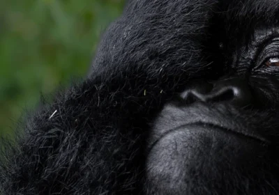 2 Days to the Gorillas: An Unforgettable Bwindi Trekking Adventure from Kigali