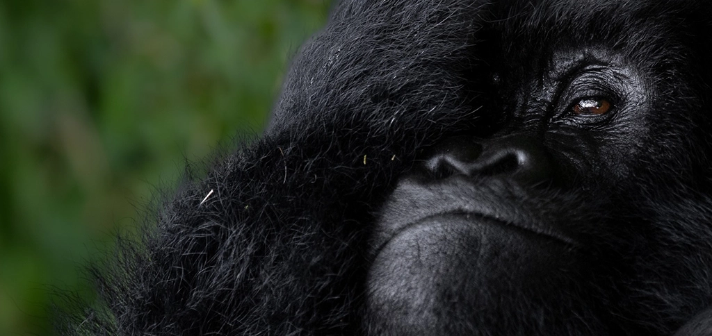 2-Day Bwindi gorilla trekking from Kigali to Uganda