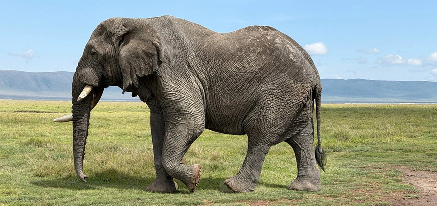 4 Day Masai Mara Budget Group Safari with unforgettable Kenya wildlife encounters.