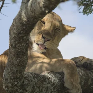 4 Days Masai Mara African Wilderness Safari
