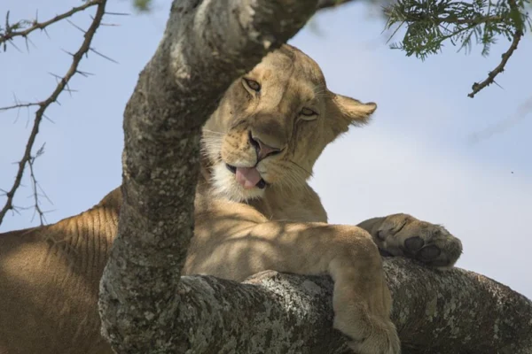 4 Days Masai Mara African Wilderness Safari