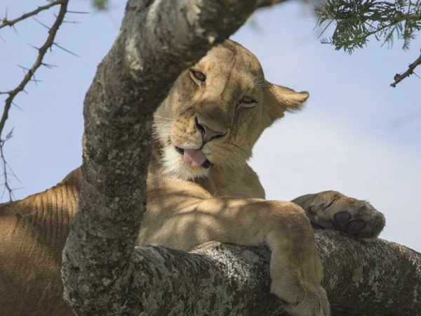 4 Days Masai Mara African Wilderness Safari