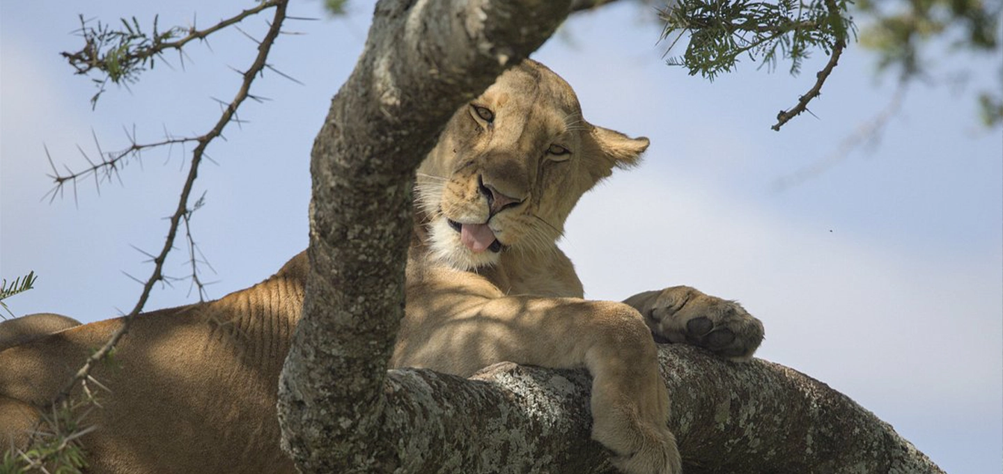 4 Days Masai Mara African Wilderness Safari with unforgettable Big Five wildlife encounters.