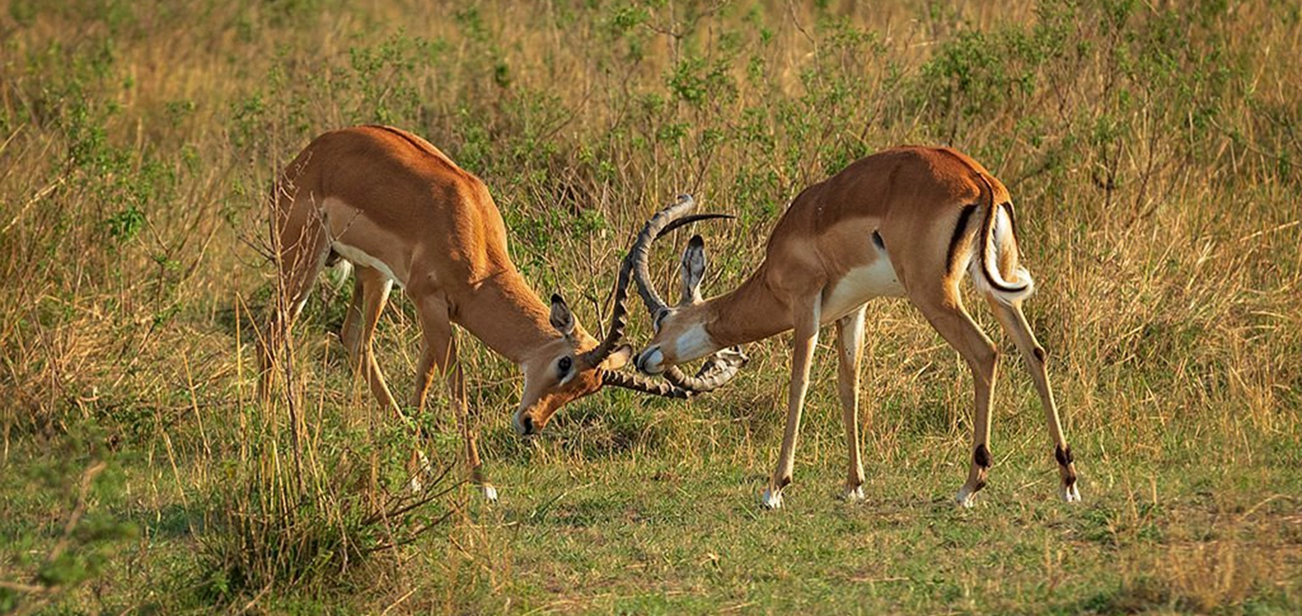 5-Day Kenya Wildlife Safari Adventure