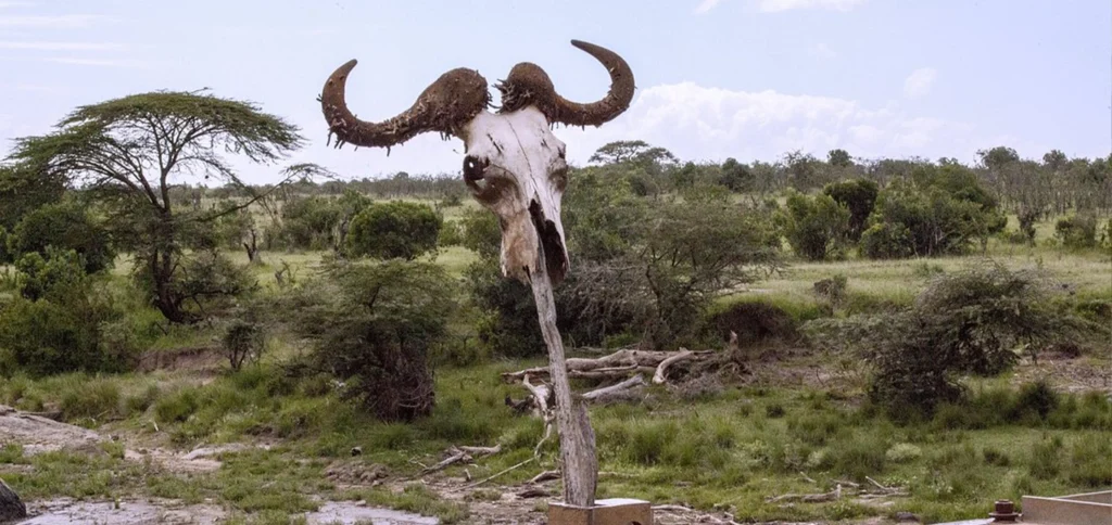 5 Day Kenya wildlife safari in Maasai Mara, Lake Naivasha and Crescent Island