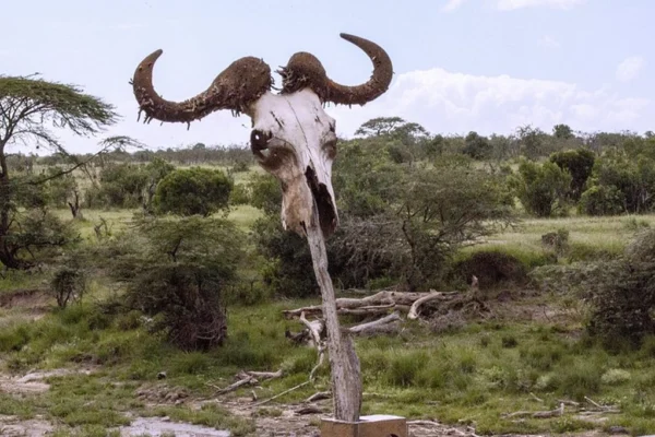 5 Day Kenya Wildlife Safari Masai Mara, Naivasha & Crescent Island