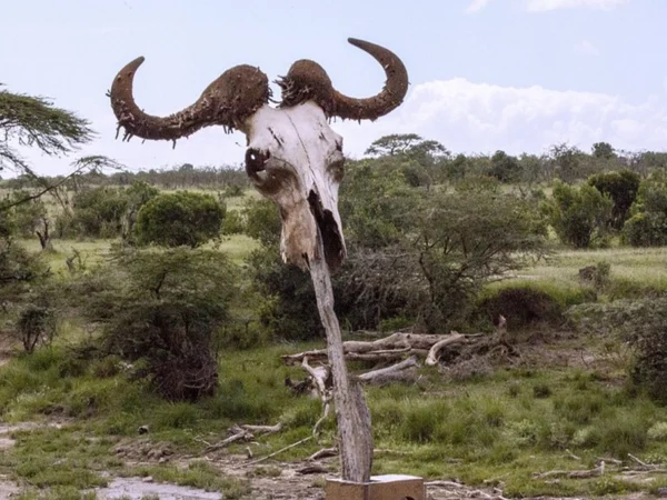 5 Day Kenya Wildlife Safari Masai Mara, Naivasha & Crescent Island