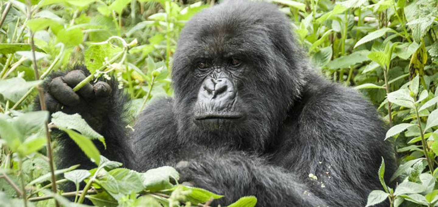 Encounter Uganda’s endangered mountain gorillas on a 3 Days Bwindi Gorilla Trekking Safari with Sarit Gorilla Safaris.
