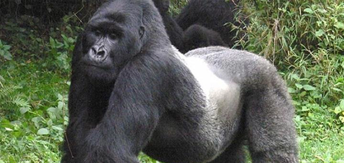 Explore Uganda’s ultimate wildlife adventure with a 6 Day Gorilla Trekking & Big Five Safari combining Bwindi gorilla encounters, thrilling game drives, and unforgettable African landscapes.
