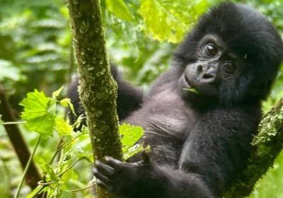 Places to See in Rwanda