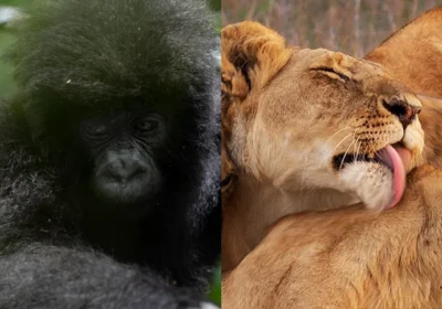 9-Day Kruger Safari & Bwindi Gorilla Trekking – South Africa to Uganda