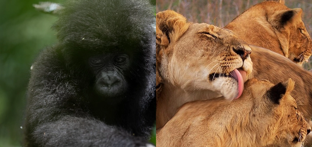 9-Day Kruger safari and Bwindi gorilla trekking in South Africa and Uganda
