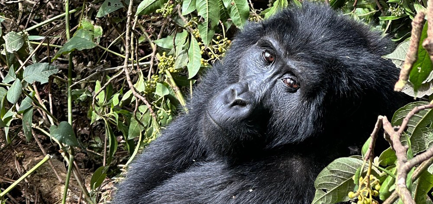 Trek through Uganda’s ancient rainforest in search of endangered mountain gorillas.