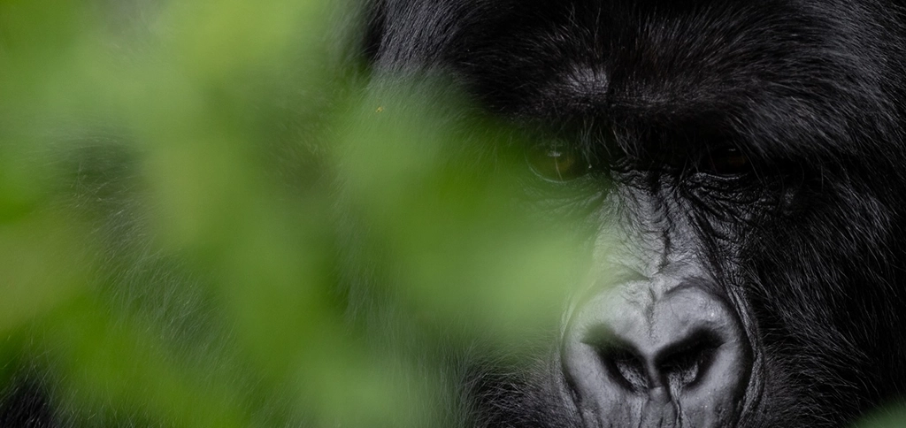 Mountain gorilla during gorilla trekking in Bwindi National Park Uganda