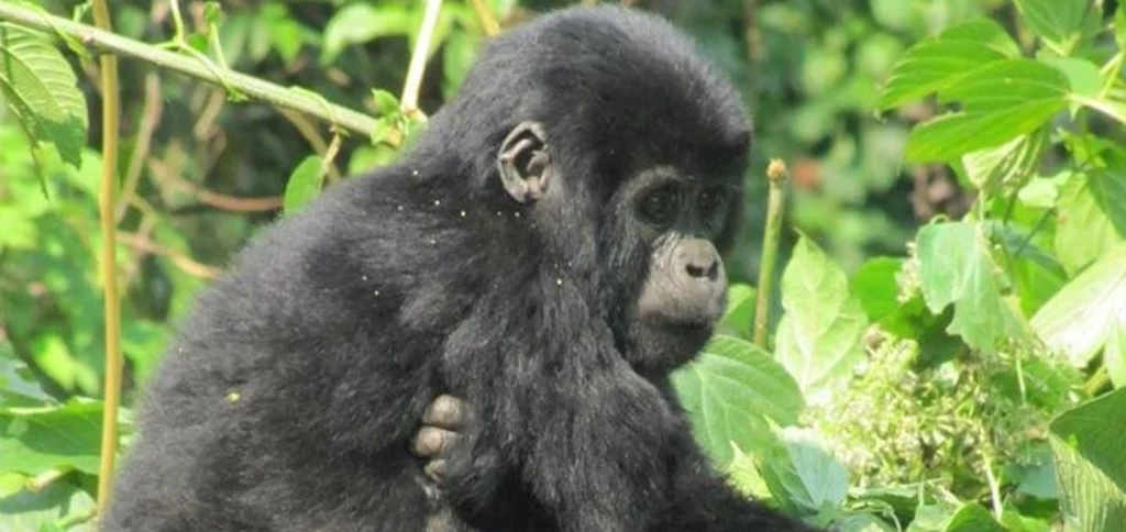 Mountain gorilla in Bwindi forest during a Uganda gorilla trekking safari