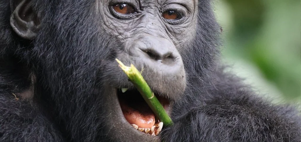 Mountain gorilla in Bwindi forest during gorilla trekking in Uganda Caption: Discover the best time for gorilla trekking in Uganda with our month-by-month guide.