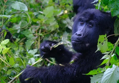 Gorilla Trekking by Month : The Ultimate Month-by-Month Guide