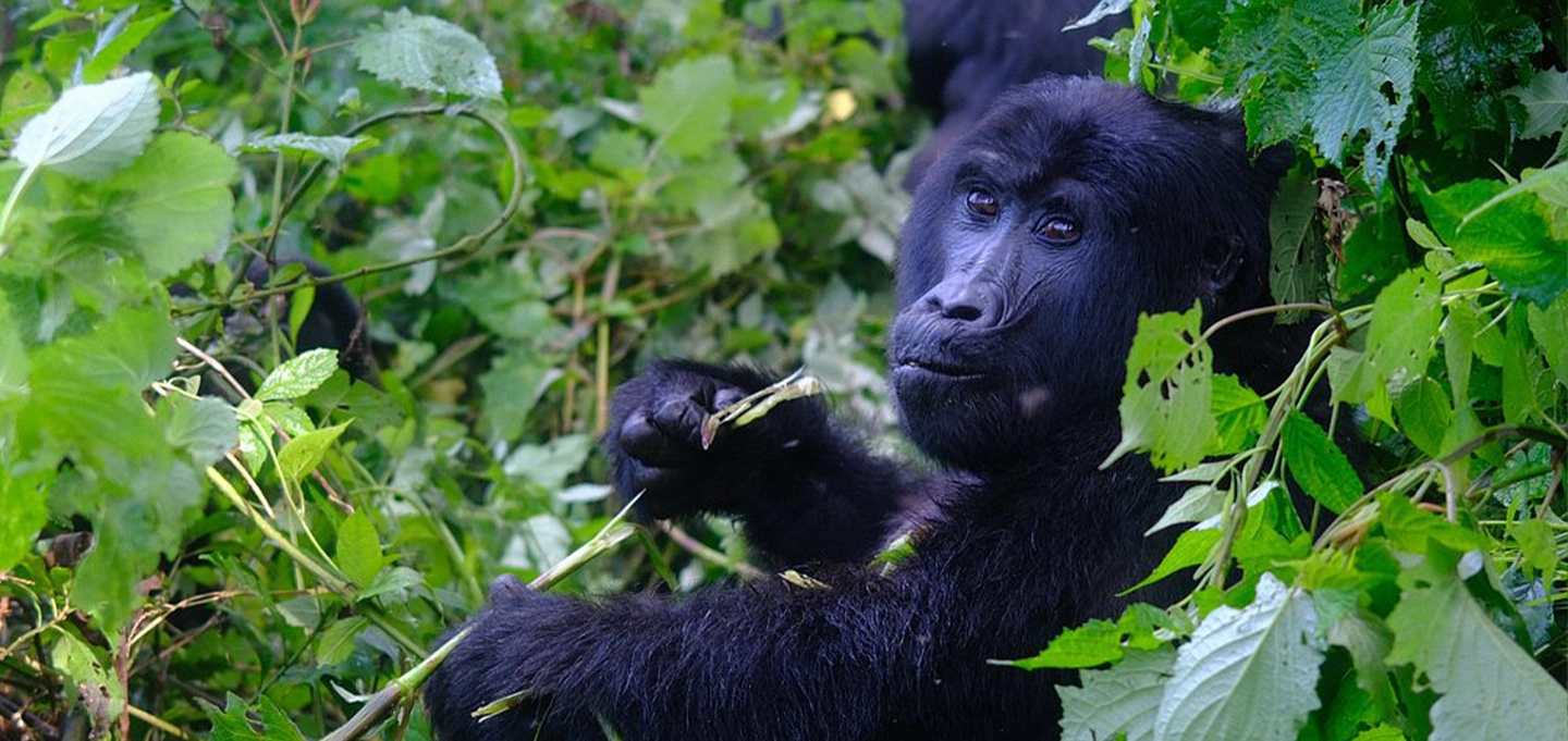 Mountain gorilla in Bwindi forest during a Uganda gorilla trekking safari