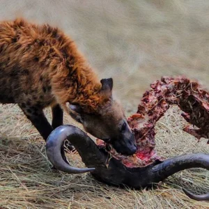 16-Day Kenya Wildlife Safari – Big Five, Masai Mara & Amboseli