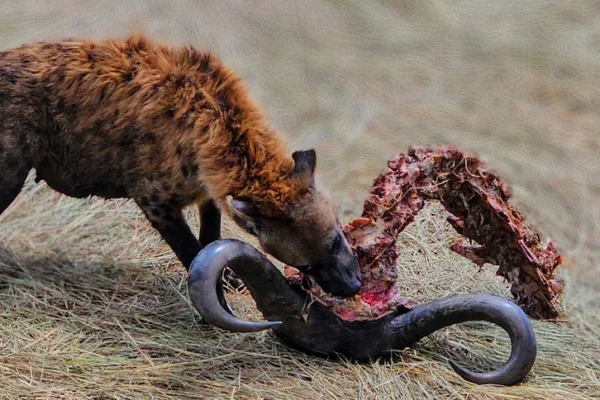 16-Day Kenya Wildlife Safari – Big Five, Masai Mara & Amboseli