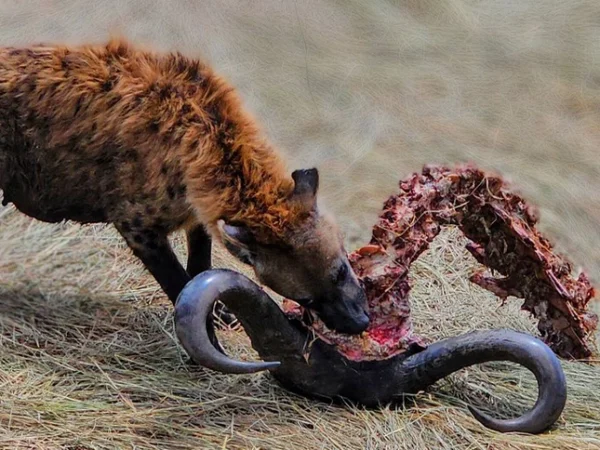 16-Day Kenya Wildlife Safari – Big Five, Masai Mara & Amboseli