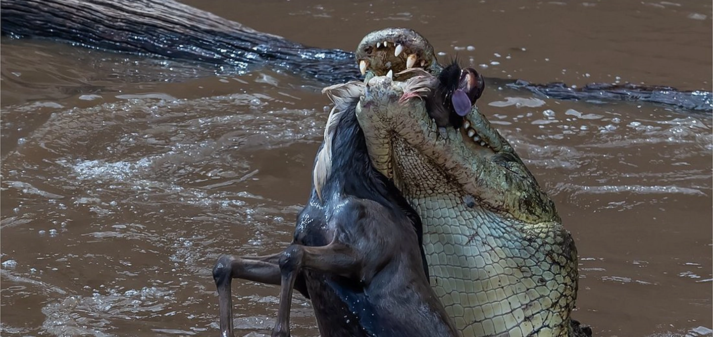 Kenya Wildlife Game Drive in the Maasai Mara