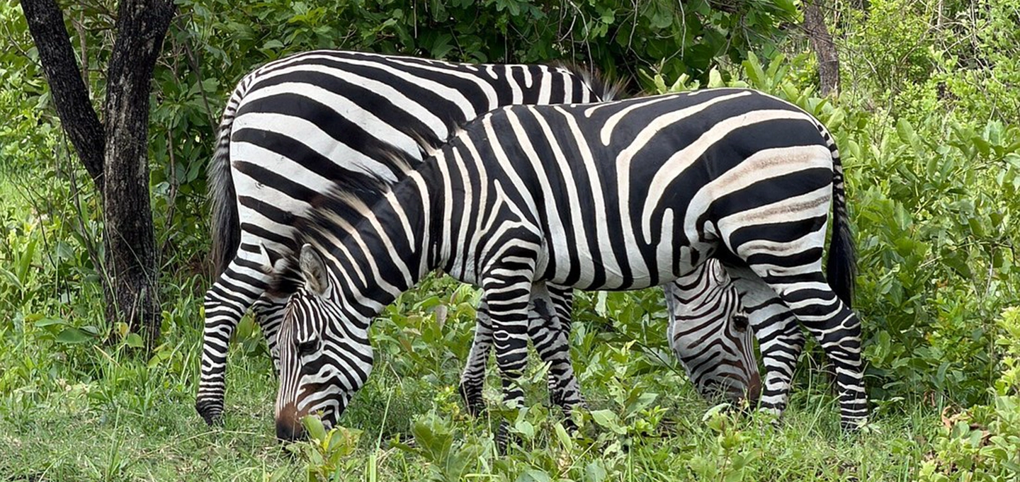 Enjoy close wildlife encounters with zebras and other animals in Lake Mburo National Park.