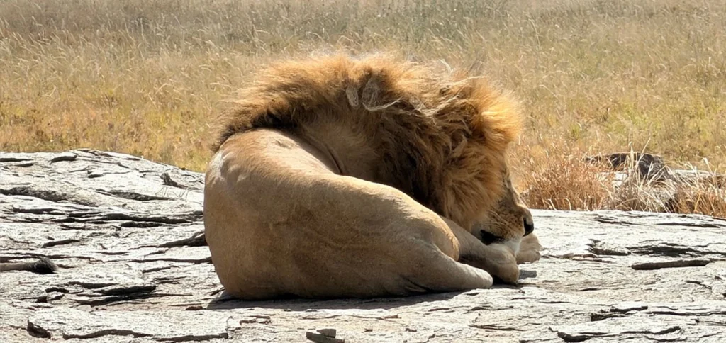 Lion spotted during a Masai Mara safari