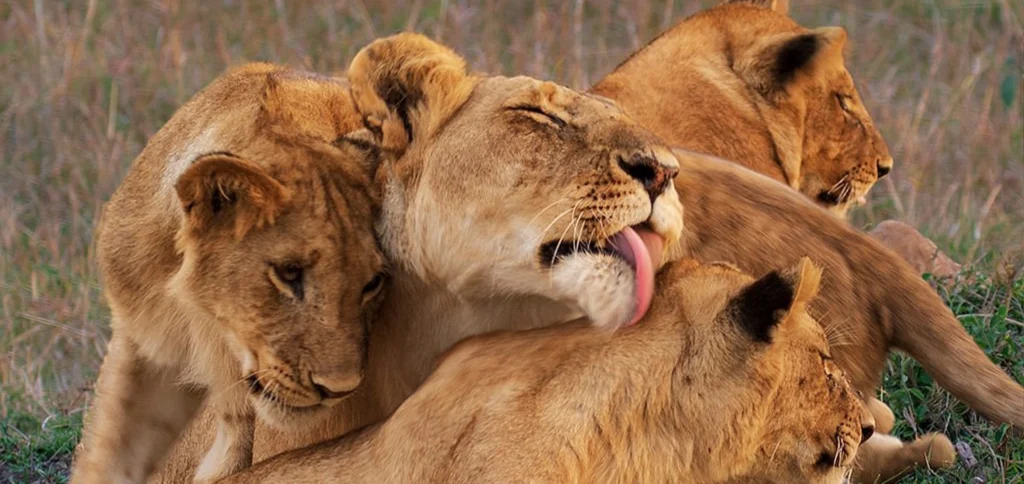 Maasai Mara Big Five Safari