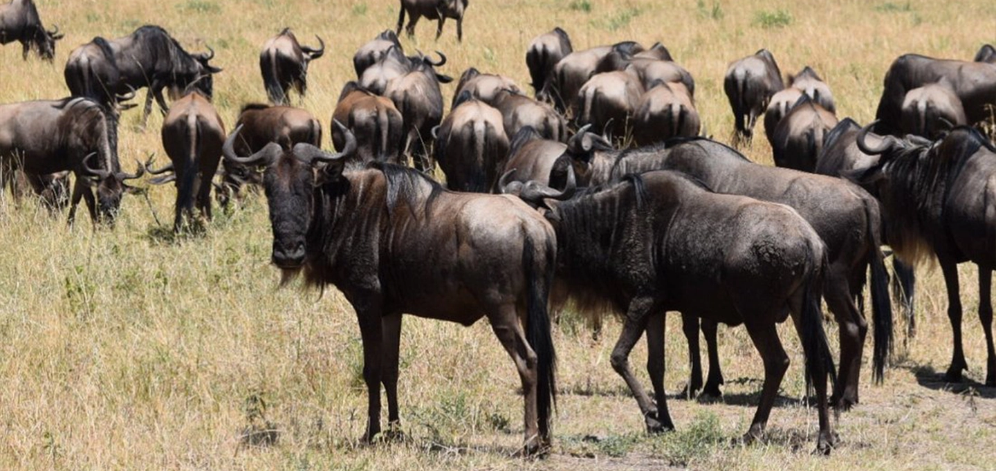 Big Five Wildlife Safari in Maasai Mara, Kenya
