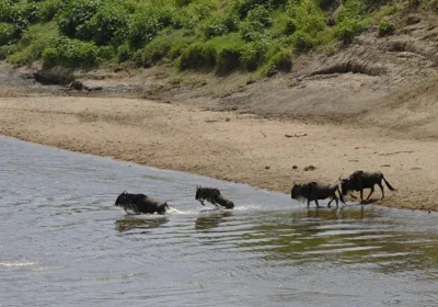 4 Day Masai Mara Budget Group Safari | Affordable Kenya Wildlife Adventure