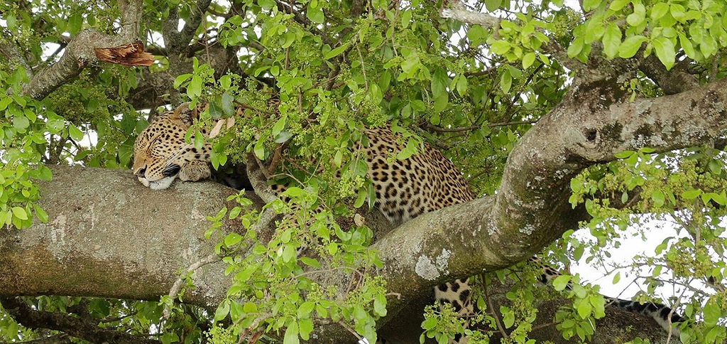 Endless savannah and spectacular wildlife define the Masai Mara safari experience.