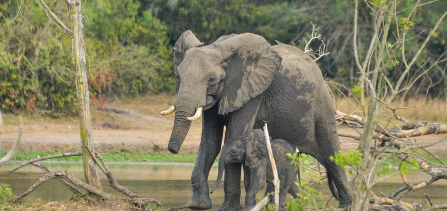 Discover elephants and other African wildlife on a thrilling Murchison Falls game drive.