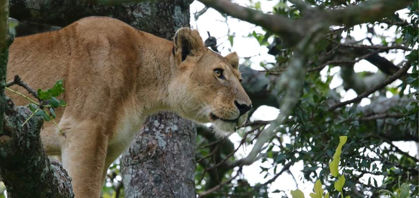 Spot the famous tree-climbing lions of Ishasha during your Uganda wildlife safari.
