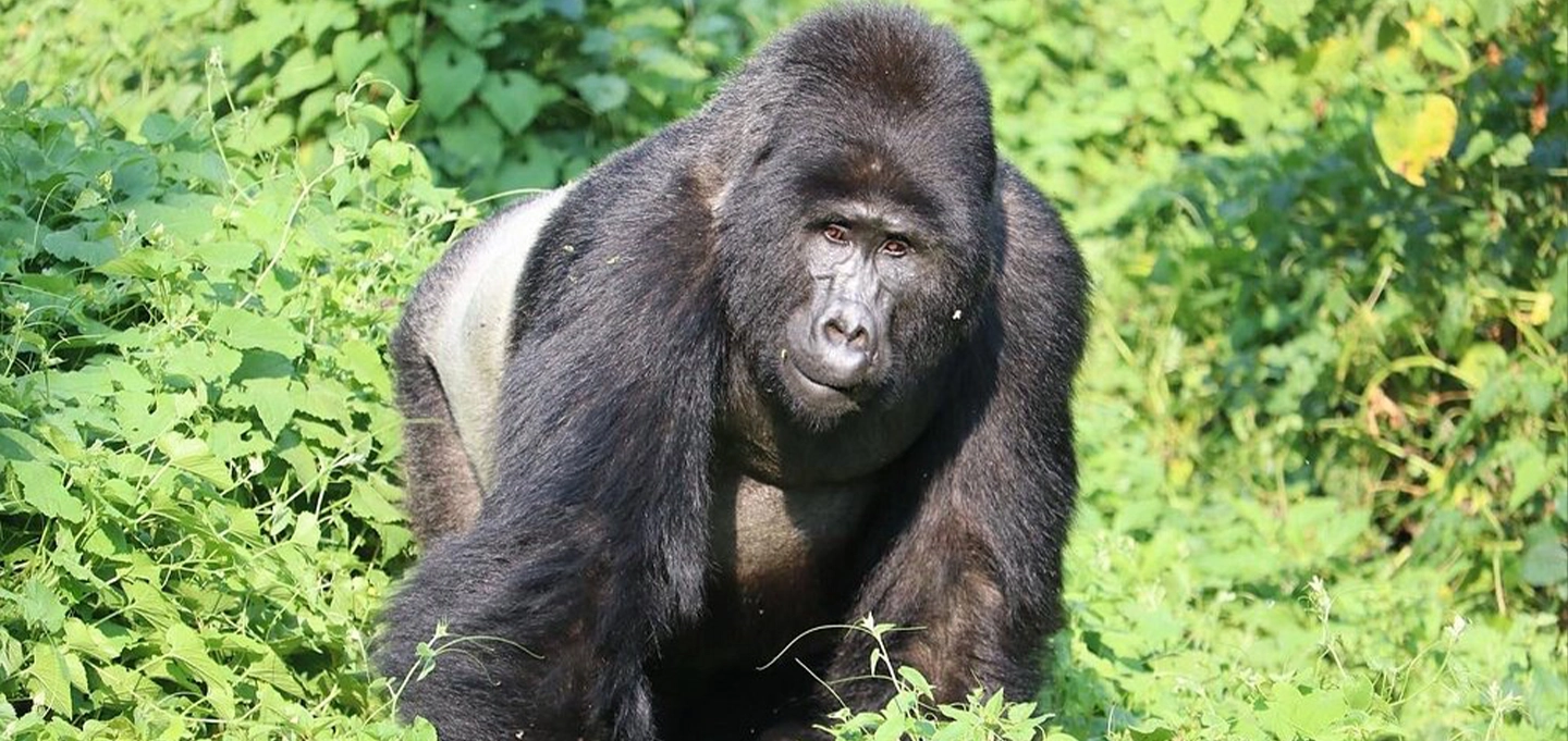 Meet mountain gorillas in the misty forests of Rwanda's Volcanoes National Park