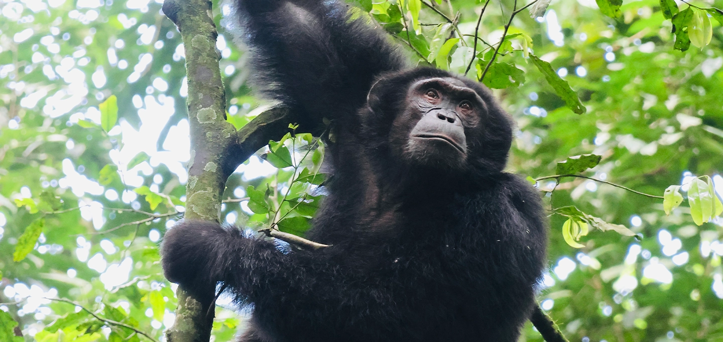 Track wild chimpanzees through the lush rainforest of Kibale National Park.