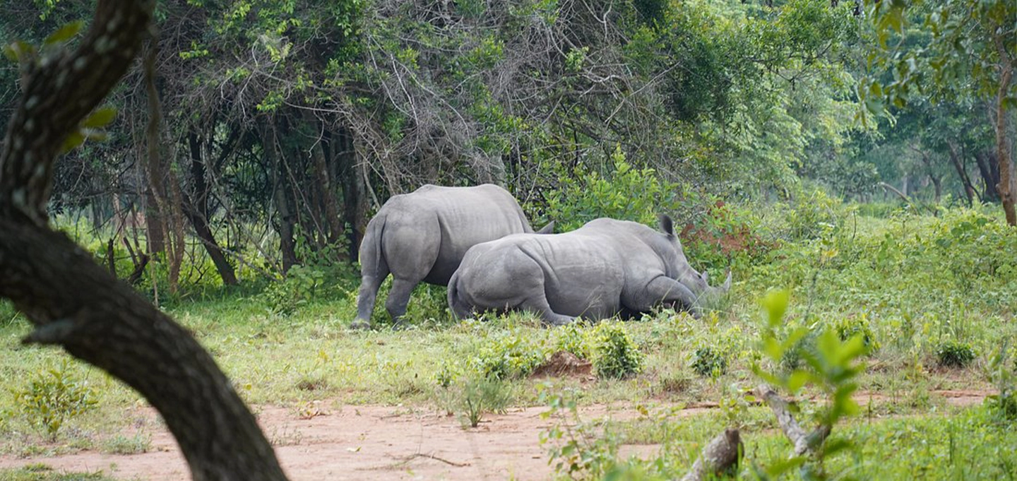 Track Uganda's southern white rhinos at Ziwa Rhino Sanctuary.