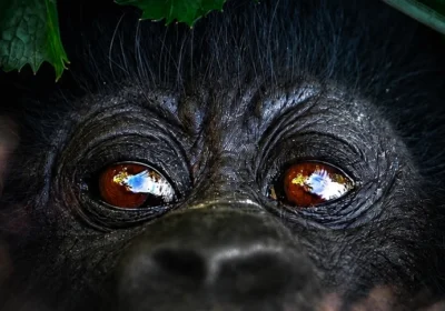 Where to Stay for Gorilla Trekking in Africa: Bwindi, Volcanoes & Virunga