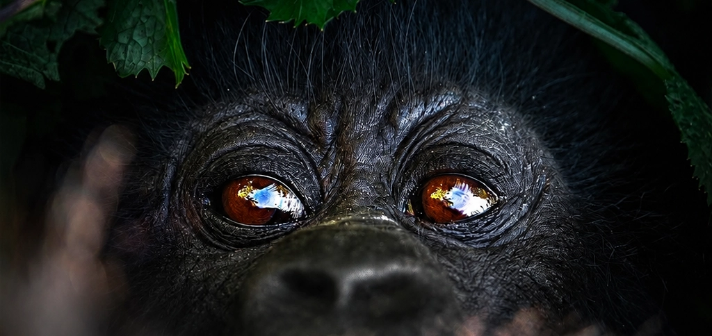Where to stay for gorilla trekking in Africa in Bwindi Volcanoes and Virunga