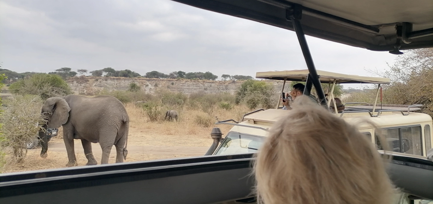 Experience unforgettable wildlife encounters on an African game drive.