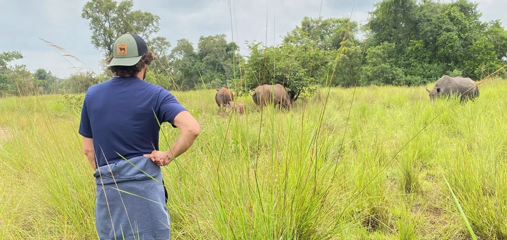 White rhinos grazing in the savannah at Ziwa Rhino Sanctuary Uganda, the country's only rhino conservation sanctuary.