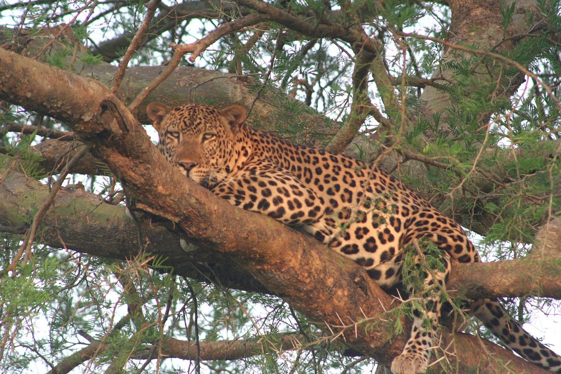Explore Murchison Falls National Park on a 3-day safari with wildlife game drives, a Victoria Nile boat cruise, and breathtaking waterfall views.